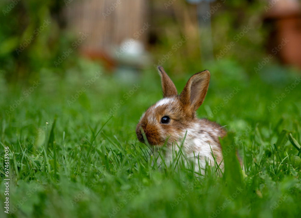 Fototapeta premium Hasen