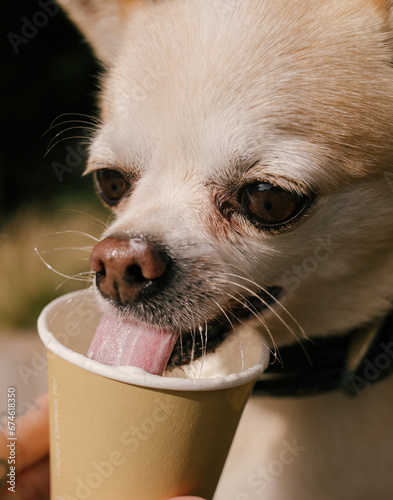 chihuahua drinking out a paper cup 