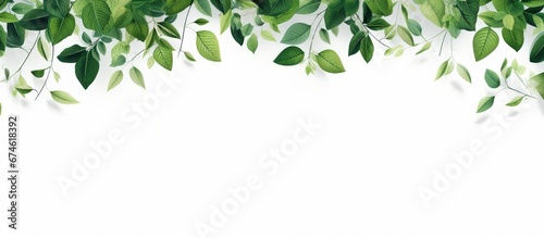 An abstract summer pattern of green leaves and trees creates a vibrant texture forming a beautiful frame against a white background perfect as a wallpaper for your garden or nature inspired