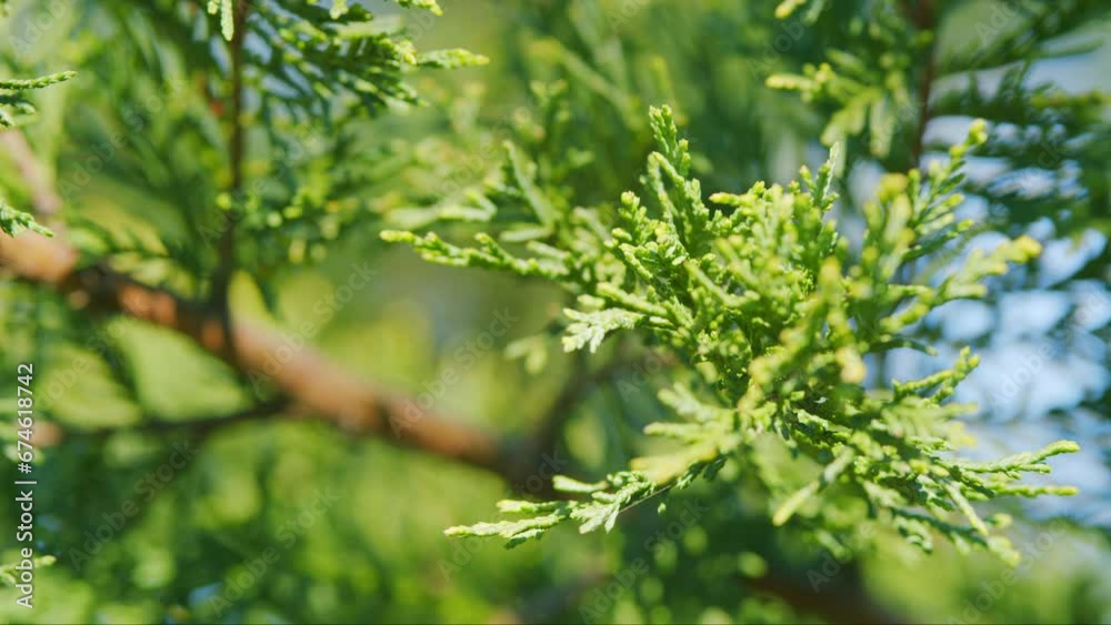 Toya Tree Thuja Coniferous Tree Green Nature Background. Thuja Is An Evergreen ...