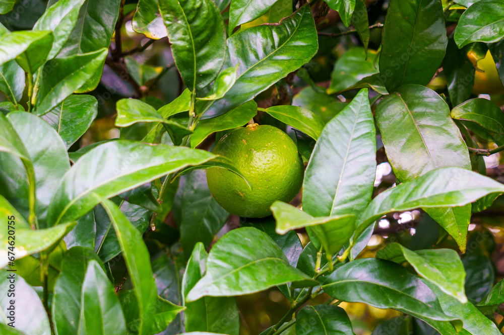 Bitter orange tree with green unripe fruit and leaves in garden Bitter orange tree with green unripe fruit and leaves in garden