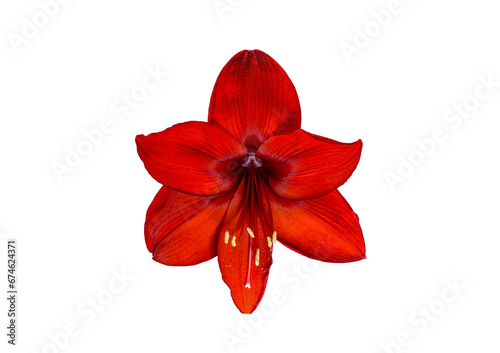 Red Hippeastrum Flower Isolated on a White Background. Growth of Orange Amaryllis Flower Buds. Perfect Blooming Houseplant in Spring