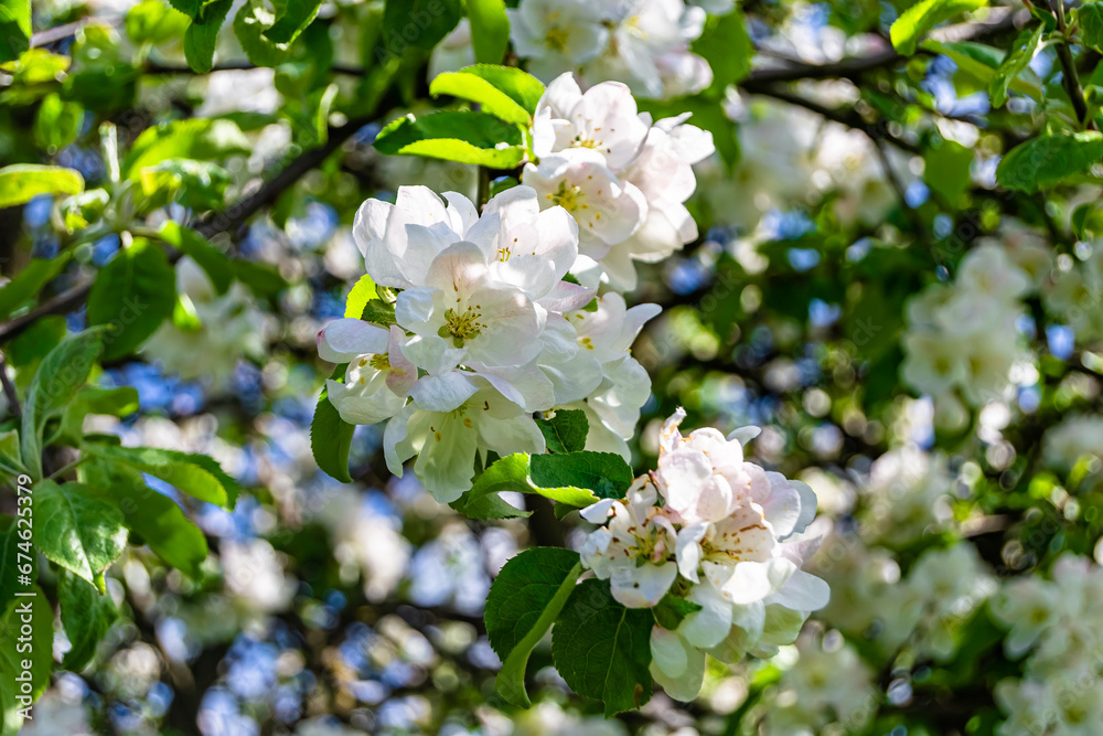 Photography on theme beautiful fruit branch apple tree with natural leaves under clean sky Photography on theme beautiful fruit branch apple tree with natural leaves under clean sky