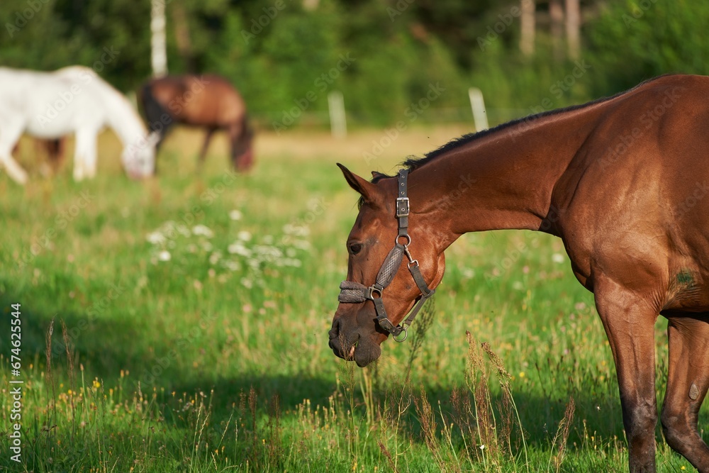 Thoroughbred horses walking in a field. Horses on the farm. Agritourism and hippotherapy. Thoroughbred horses walking in a field. Horses on the farm. Agritourism and hippotherapy.