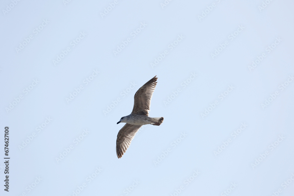 Fototapeta premium GAVIOTA