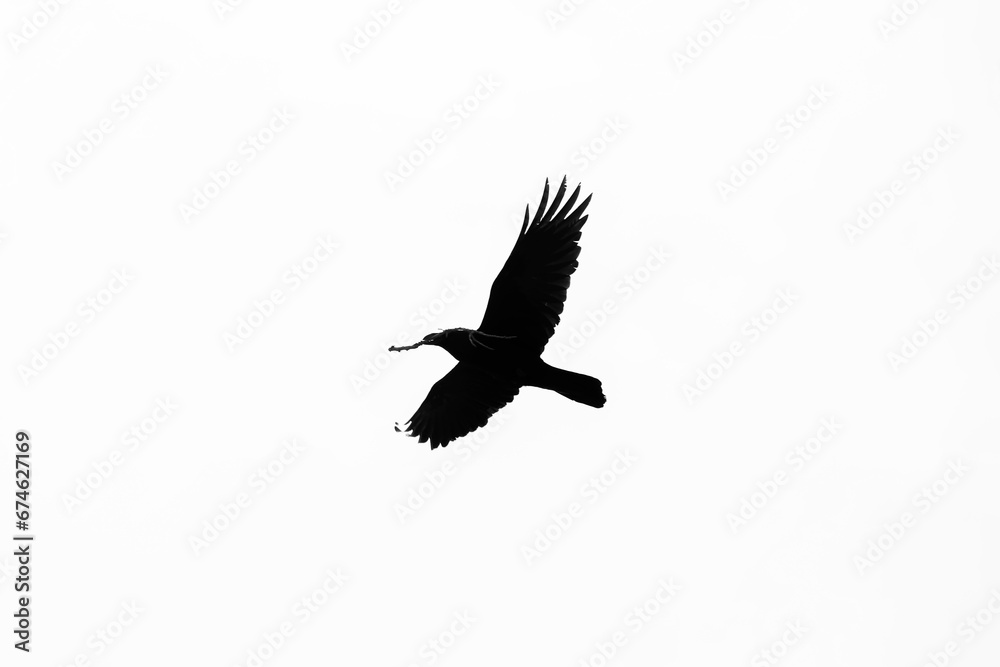 Obraz premium SILUETA CUERVO