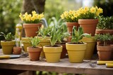 Flowers daffodils vase pot garden season growing spring blooming blossom bunch narcissus plant green nature yellow white colours petal bouquet fragrant outdoors smell flora gardening agriculture leaf