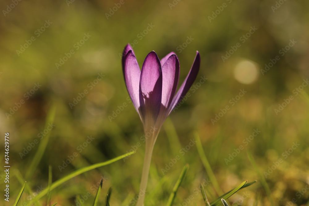 macro image of violet crocus flower with green background macro image of violet crocus flower with green background