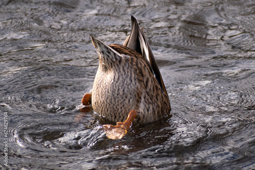 A Female Mallard Duck (Anas platyrhynchos) Dabbling in Lake