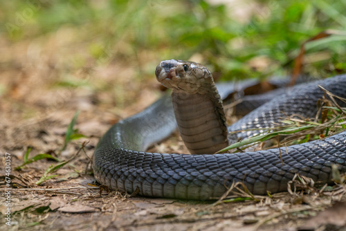 black javan spitting cobra with swollen face on defensive position, spreading hood with bokeh background