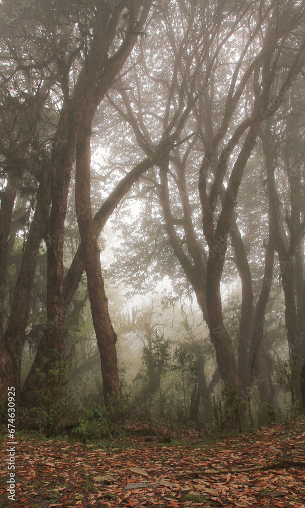 Mystical scene in a rhododendron rain forest in Nepal