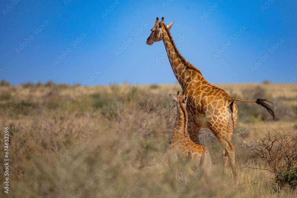 Obraz premium Kalahari Giraffe