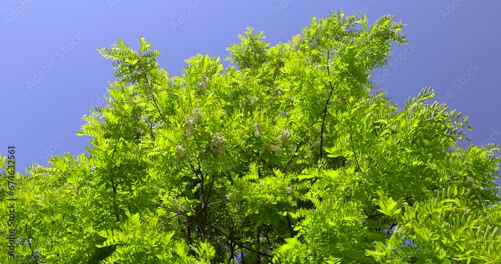 the acacia tree is white with green foliage during flowering in spring, a beautiful acacia tree in sunny weather the acacia tree is white with green foliage during flowering in spring, a beautiful acacia tree in sunny weather