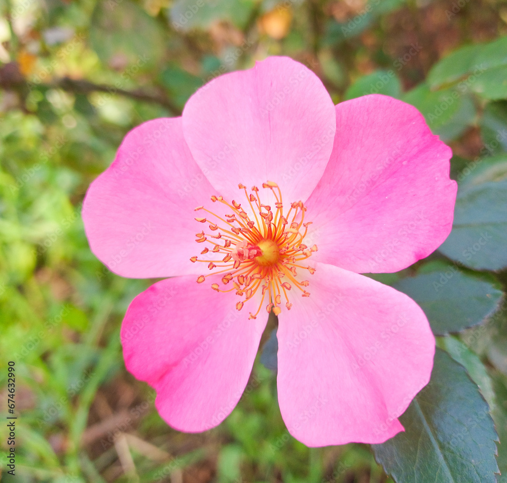 close up of pink rose wildflower close up of pink rose wildflower