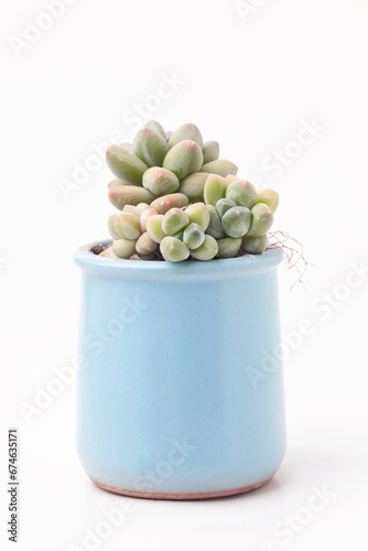 Pachyphytum Sky flower rosette in blue ceramic pot. Succulent houseplant on white background