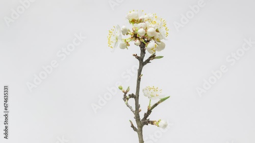 4K Time Lapse of flowering white flowers of cherry plum on tree branch on white background. Spring time-lapse of opening flowers of wild plum, close-up.