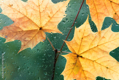 Autumn background - maple leaves outside window glass with rain drops, rainy day, season is fall.