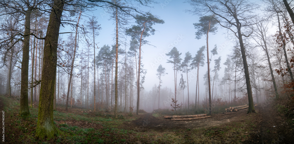 Obraz premium Tranquil dawn in misty forest with greenery and peaceful landscape.