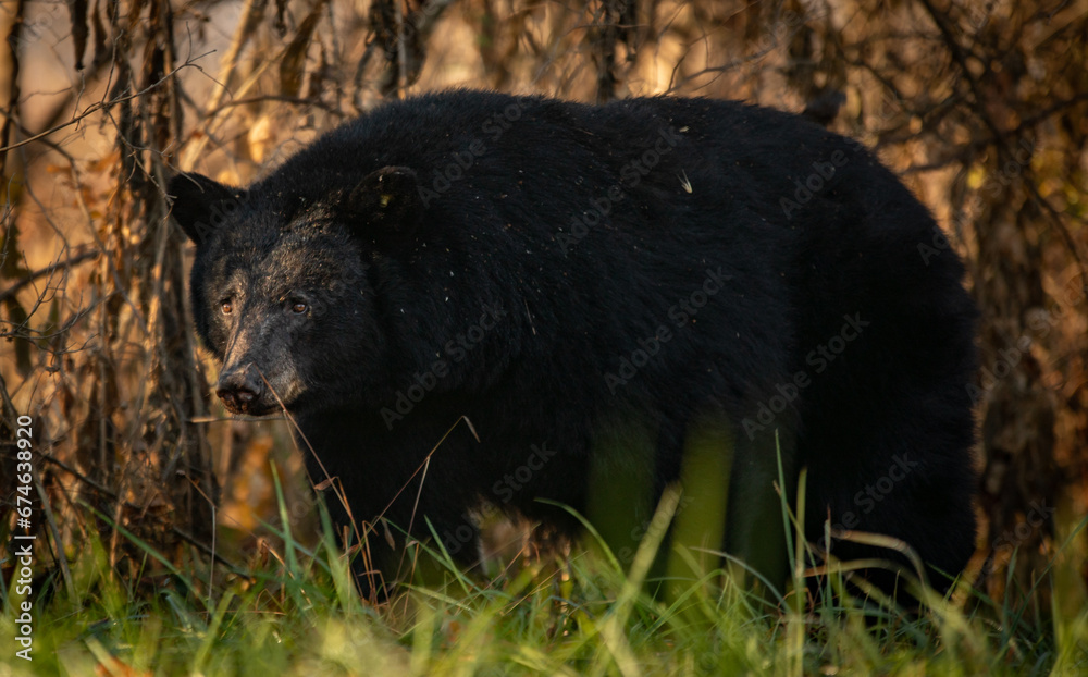 Fototapeta premium bear in the woods