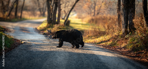 Smoky Mountain Black Bear photo