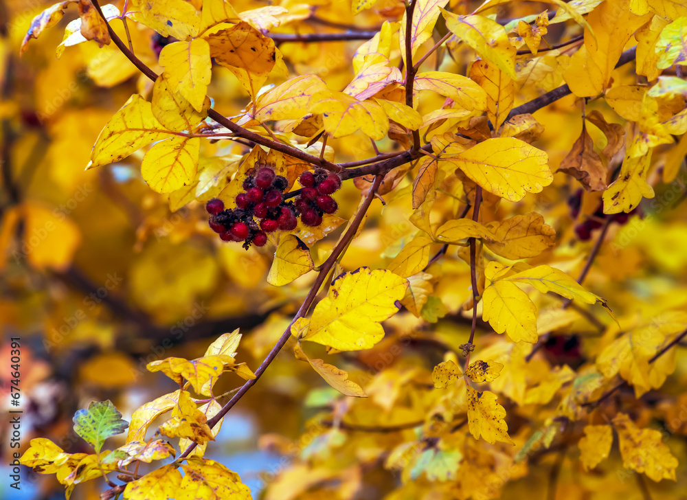 Obraz premium Close-up of fragrant sumac in autumn. Latin name Rhus Aromatica. Sumac grows in subtropical and temperate regions around the world.
