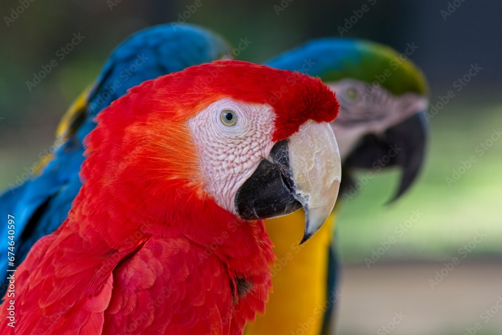 Close-up of a Scarlet Macaw, sitting next to Blue and gold Macaws