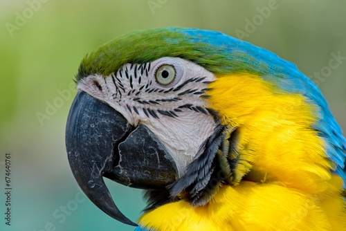 Close up portrait of a Blue-and-Yellow Macaw, parrot