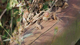 나무로된 울타리위 갈색 마른 풀 사이에서 일광욕을 하고 있는 줄장지 도마뱀