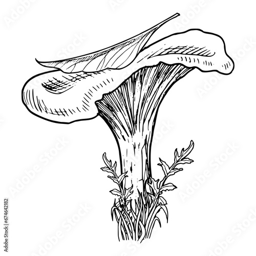 Forest Mushroom with leaf. Vector hand drawn illustration of Chanterelle in a woodland painted by black inks in linear style. Retro monochrome drawing of fungus for icon or logo. Fall etching.