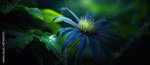 In the beautiful garden surrounded by lush green foliage a closeup of a natural flower captures the intricate details of its exquisite flora reminding us of the endless beauty of nature