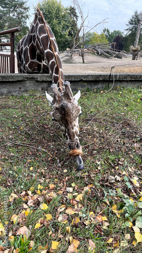 Giraffe in the zoo. Poland, Wroclaw