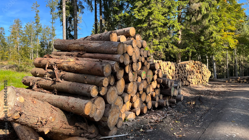 Logging, cut trees stacked for shipping.