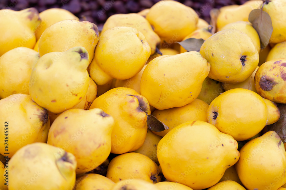 Fresh quince in bright yellow colour displayed for sale on the local food market