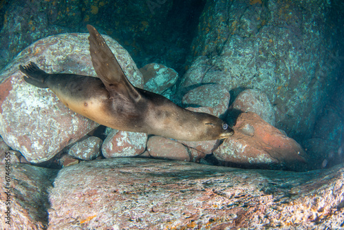 playful underwater Californian sea lions of Mexico's Baja California wild and free photo