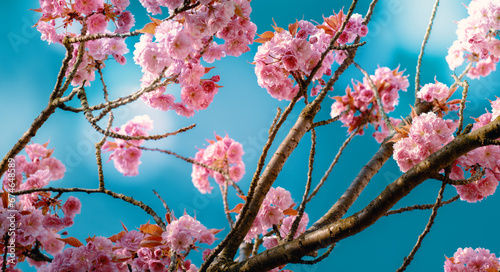 Springtime tree blooms against blue sky.