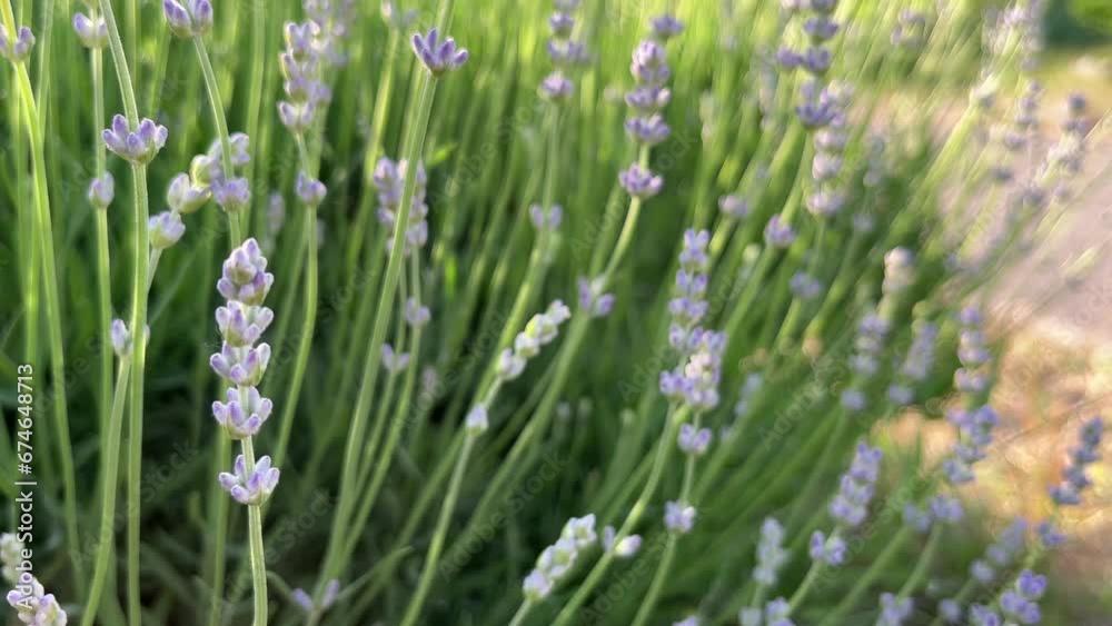 Young Lavender flower in lavender bushes in the garden. Young Lavender flower in lavender bushes in the garden.