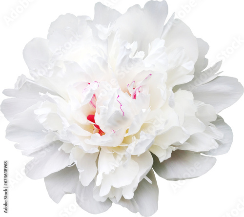 White peony flower cutout