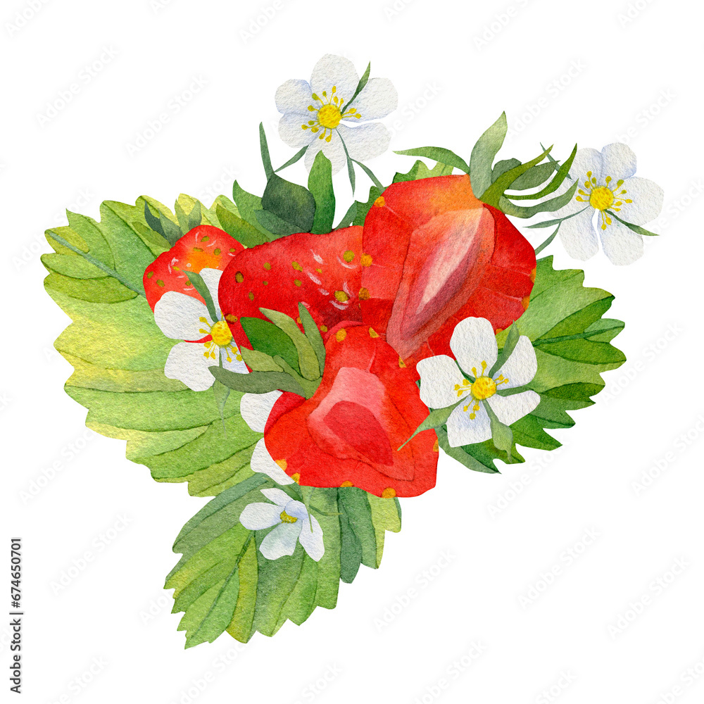 Composition with strawberries and white flowers. A slice of red strawberries. Red strawberries highlighted on a white background. Hand drawn food illustration. Fruit print
