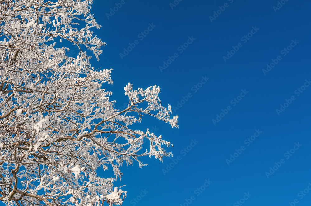 Winter nature background with branches in snow over blue sky