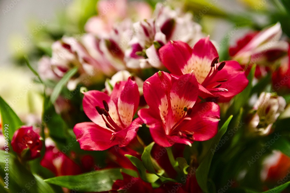 red and white tulips