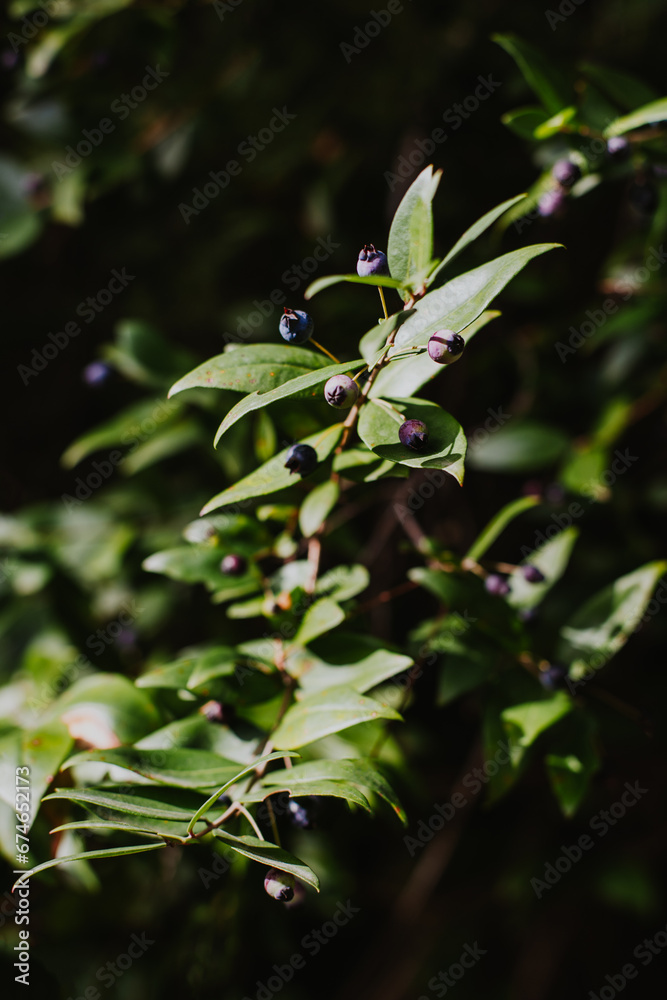 Myrtle branches with dark blue berries in a sunny day. Myrtle branches with dark blue berries in a sunny day.