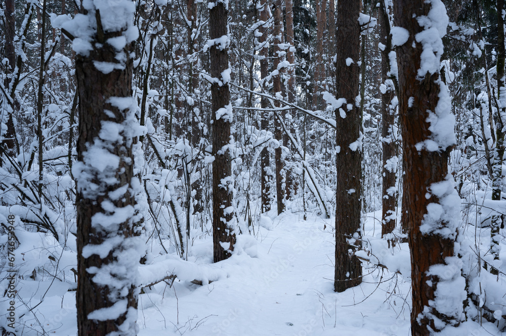 Fototapeta premium Winter forest. Trees covered by snow and nobody around