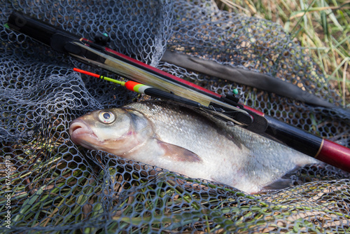Big freshwater common bream (Abramis brama) with float rod on black fishing net..