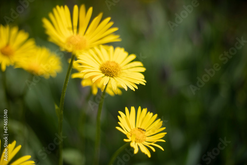 Yellow flowers. Flowers in park. Petaled yellow.