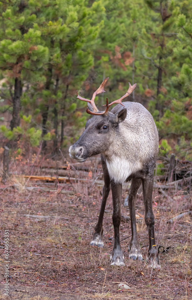 Young endangered woodland caribou on bron conifer needles Young endangered woodland caribou on bron conifer needles