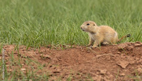 Black tailed prairie dog on grass and sand
