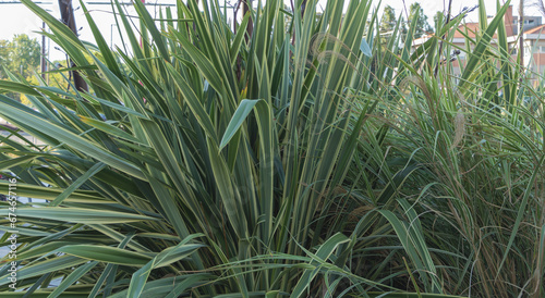 Green leaves of A Phormium tenax plant in the garden. Natural background