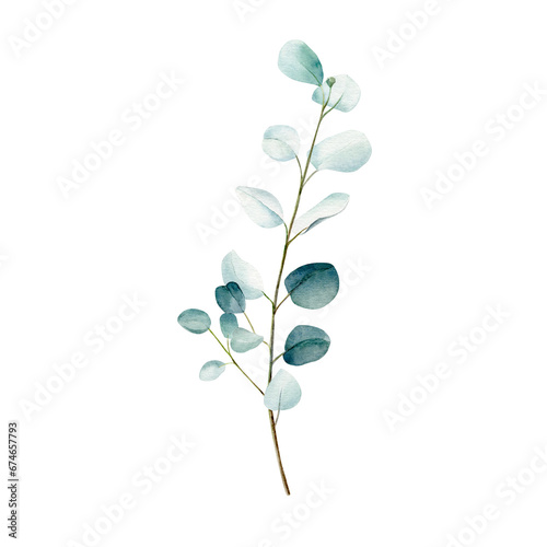 watercolor eucalyptus branch
