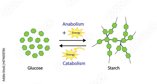 Anabolism, a process of building up complex macromolecules. Catabolism, a process of breaking down complex macromolecules into small molecules. ATP energy. Vector design.