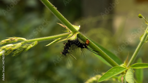 Fotografie During the day, a caterpillar was crawling on the leaves